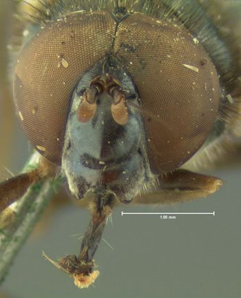 Media type: image;   Entomology 13108 Aspect: head frontal view